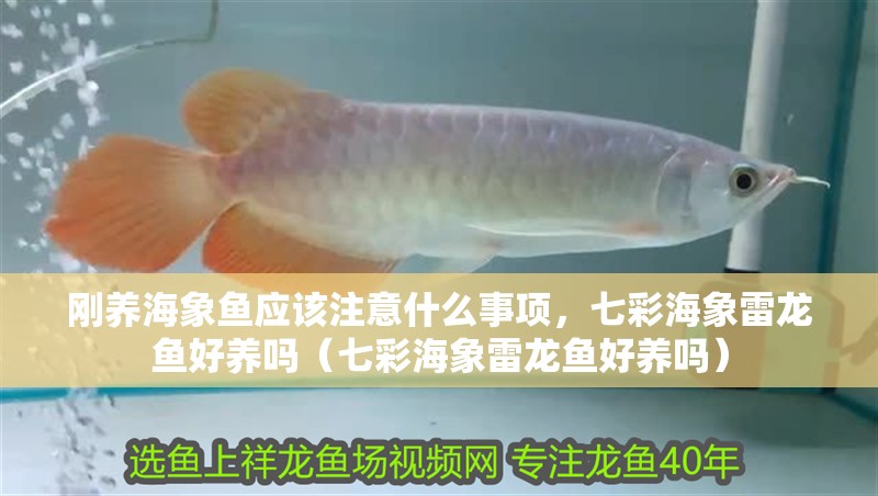剛養海象魚應該注意什么事項，七彩海象雷龍魚好養嗎（七彩海象雷龍魚好養嗎）