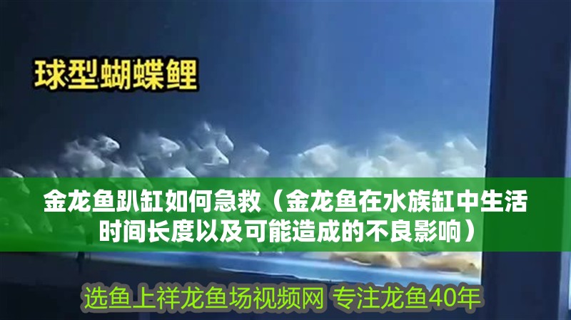 金龍魚趴缸如何急救（金龍魚在水族缸中生活時間長度以及可能造成的不良影響）