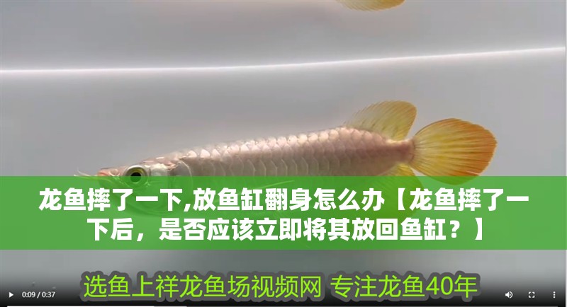 龍魚摔了一下,放魚缸翻身怎么辦【龍魚摔了一下后，是否應該立即將其放回魚缸？】