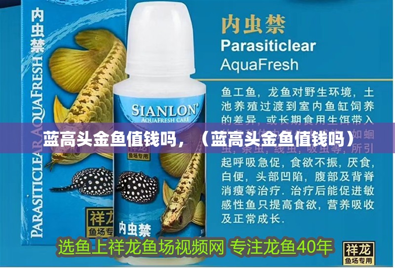 藍(lán)高頭金魚值錢嗎，（藍(lán)高頭金魚值錢嗎）