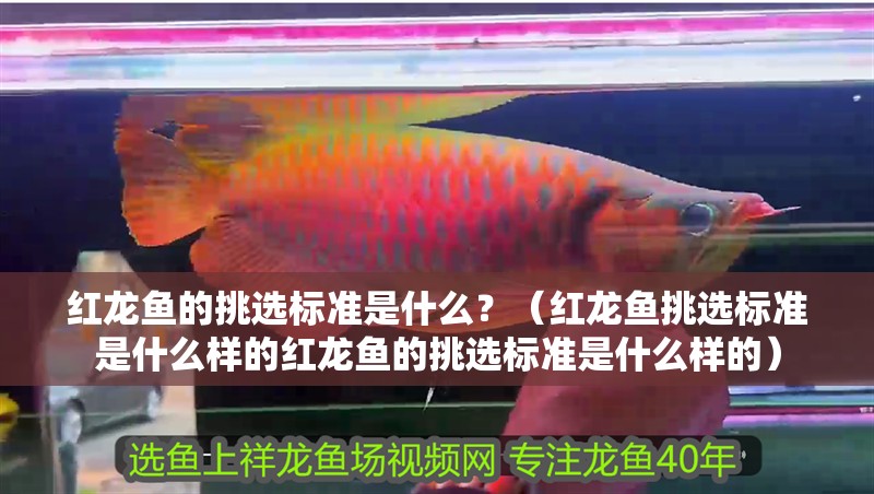 紅龍魚的挑選標準是什么？（紅龍魚挑選標準是什么樣的紅龍魚的挑選標準是什么樣的）