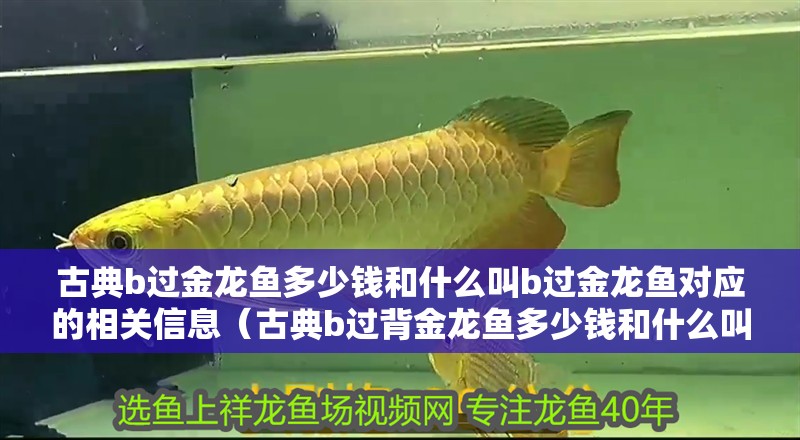 古典b過金龍魚多少錢和什么叫b過金龍魚對應的相關信息（古典b過背金龍魚多少錢和什么叫b過背金龍魚多少錢）