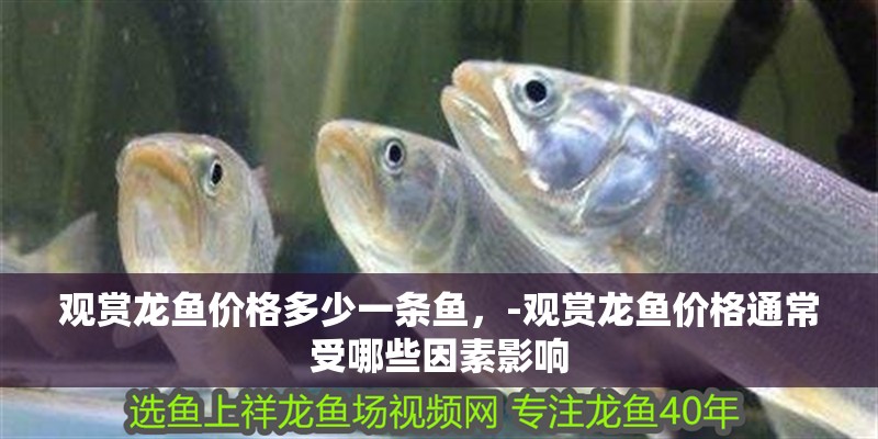 觀賞龍魚價格多少一條魚，-觀賞龍魚價格通常受哪些因素影響