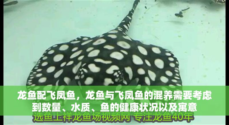 龍魚配飛鳳魚，龍魚與飛鳳魚的混養(yǎng)需要考慮到數(shù)量、水質(zhì)、魚的健康狀況以及寓意