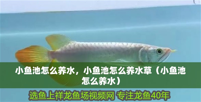 小魚池怎么養水，小魚池怎么養水草（小魚池怎么養水）