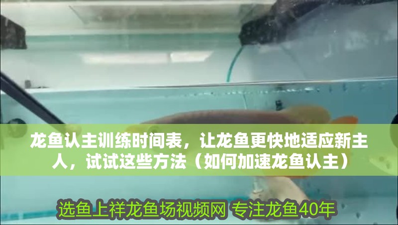 龍魚認主訓練時間表，讓龍魚更快地適應新主人，試試這些方法（如何加速龍魚認主）