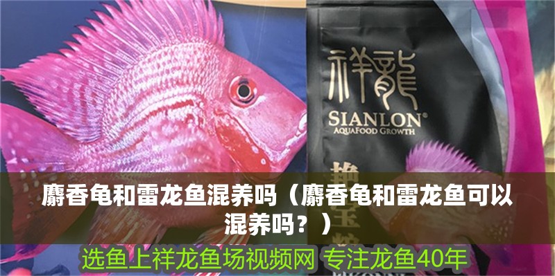 麝香龜和雷龍魚混養(yǎng)嗎（麝香龜和雷龍魚可以混養(yǎng)嗎？）