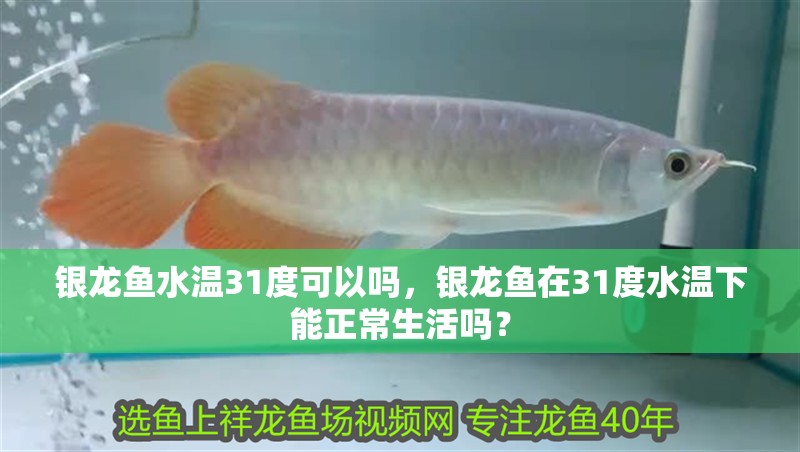 銀龍魚水溫31度可以嗎，銀龍魚在31度水溫下能正常生活嗎？