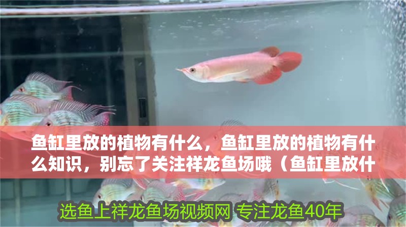 印尼虎魚多少溫度飼養最好:印尼虎魚多少溫度飼養最好印尼虎魚多少溫度飼養最好 魚缸里放的植物有什么,魚缸里放的植物有什么知識,別忘了關注祥龍魚場哦(魚缸里放什么植物好?) 觀賞魚百科 魚缸里放的植物有什么,魚缸里放的植物有什么知識,別忘了關注祥龍魚場哦(魚缸里放什么植物好?) 魚缸里放的植物有什么,魚缸里放的植物有什么知識,別忘了關注祥龍魚場哦(魚缸里放什么植物好?) 觀賞魚百科