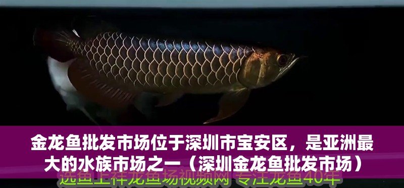 金龍魚批發市場位于深圳市寶安區，是亞洲最大的水族市場之一（深圳金龍魚批發市場）