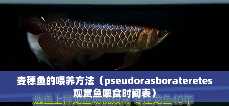 麥穗魚的喂養方法（pseudorasborateretes觀賞魚喂食時間表）