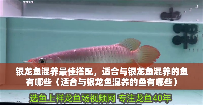 銀龍魚混養最佳搭配，適合與銀龍魚混養的魚有哪些（適合與銀龍魚混養的魚有哪些）