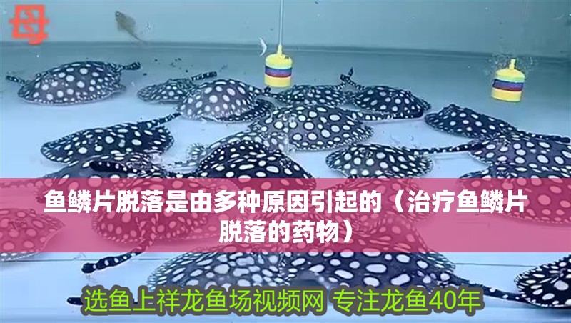 魚鱗片脫落是由多種原因引起的（治療魚鱗片脫落的藥物）