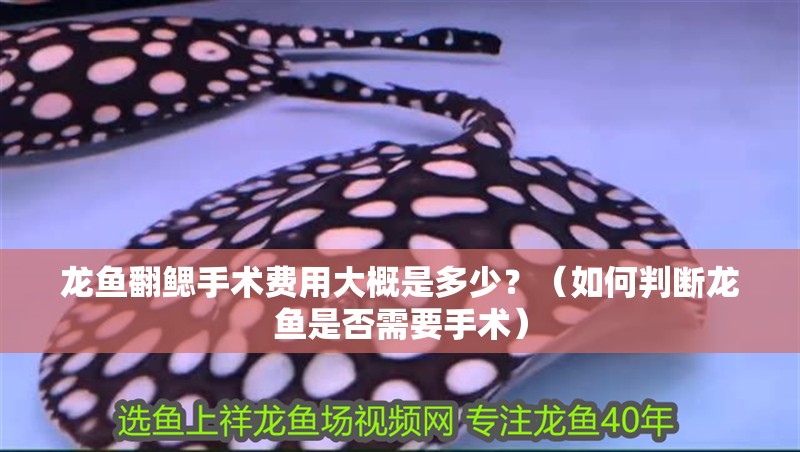 龍魚翻鰓手術費用大概是多少？（如何判斷龍魚是否需要手術）