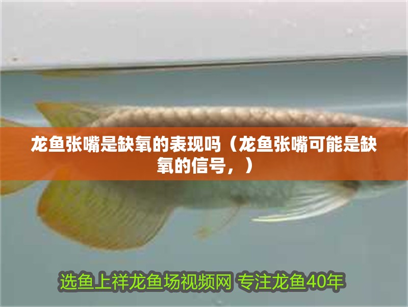龍魚張嘴是缺氧的表現(xiàn)嗎（龍魚張嘴可能是缺氧的信號，）