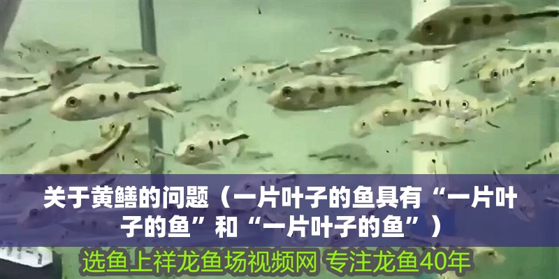 關(guān)于黃鱔的問題（一片葉子的魚具有“一片葉子的魚”和“一片葉子的魚”）