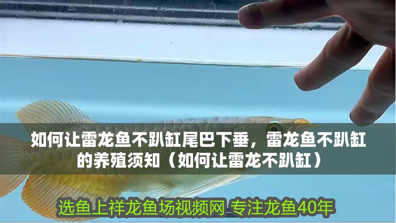 如何讓雷龍魚不趴缸尾巴下垂，雷龍魚不趴缸的養殖須知（如何讓雷龍不趴缸）