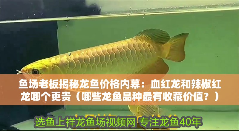 魚場老板揭秘龍魚價格內幕：血紅龍和辣椒紅龍哪個更貴（哪些龍魚品種最有收藏價值？）