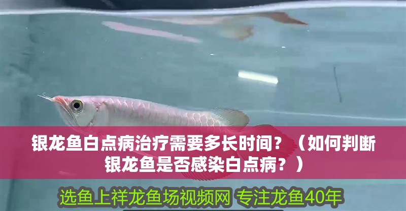 銀龍魚白點病治療需要多長時間？（如何判斷銀龍魚是否感染白點病？）