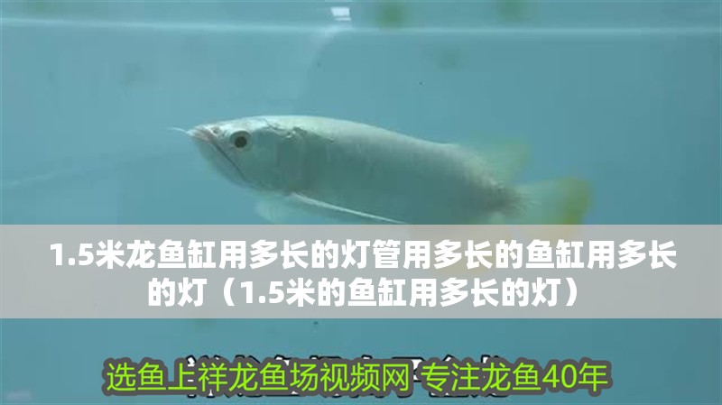 1.5米龍魚缸用多長的燈管用多長的魚缸用多長的燈（1.5米的魚缸用多長的燈）