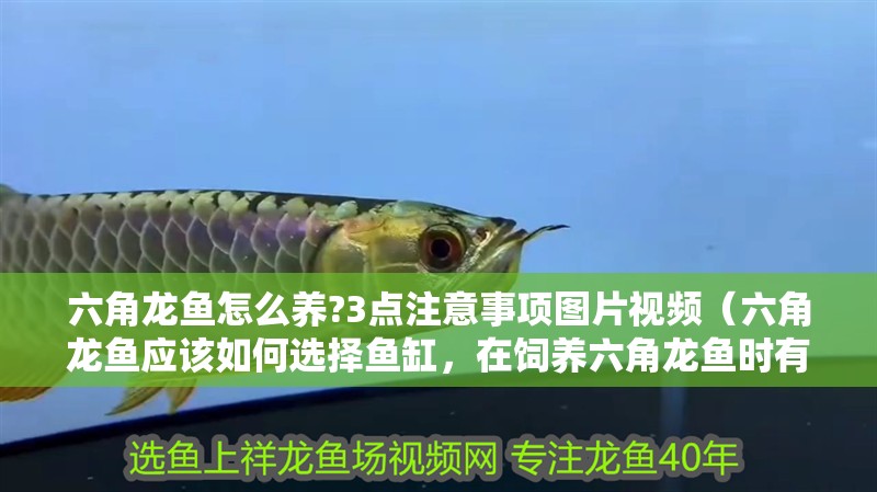 六角龍魚怎么養?3點注意事項圖片視頻（六角龍魚應該如何選擇魚缸，在飼養六角龍魚時有哪些常見問題需要注意）