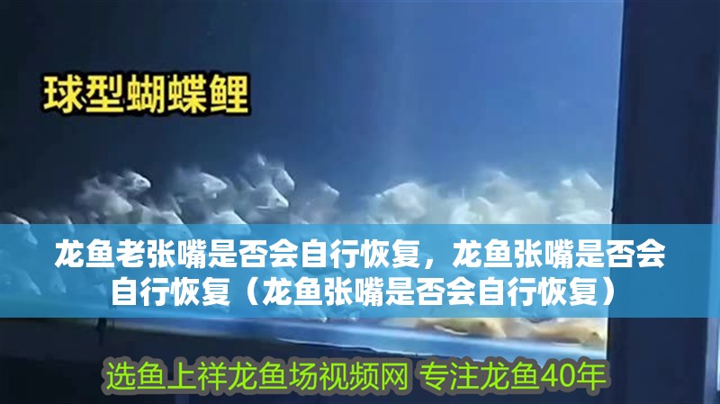 龍魚老張嘴是否會自行恢復，龍魚張嘴是否會自行恢復（龍魚張嘴是否會自行恢復）