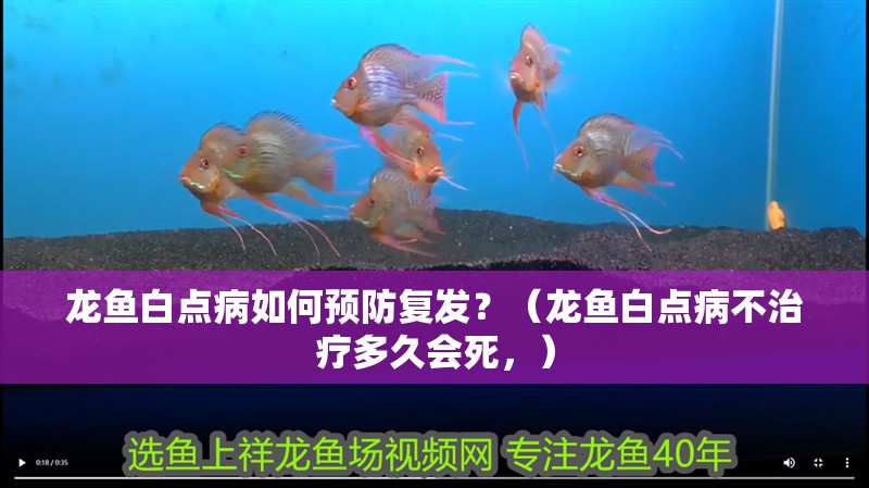 龍魚白點病如何預防復發？（龍魚白點病不治療多久會死，）