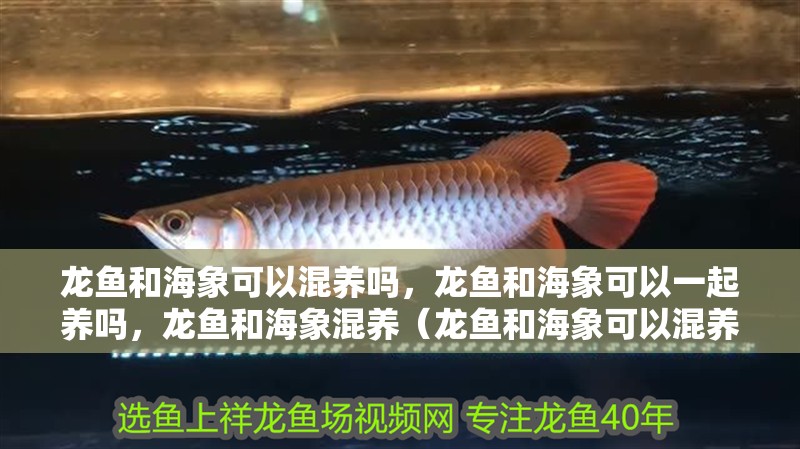 龍魚和海象可以混養嗎，龍魚和海象可以一起養嗎，龍魚和海象混養（龍魚和海象可以混養嗎）