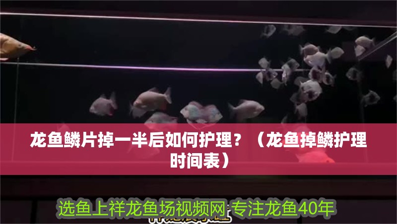 龍魚鱗片掉一半后如何護理？（龍魚掉鱗護理時間表）