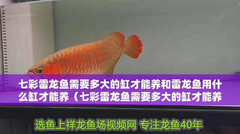 七彩雷龍魚(yú)需要多大的缸才能養(yǎng)和雷龍魚(yú)用什么缸才能養(yǎng)（七彩雷龍魚(yú)需要多大的缸才能養(yǎng)）