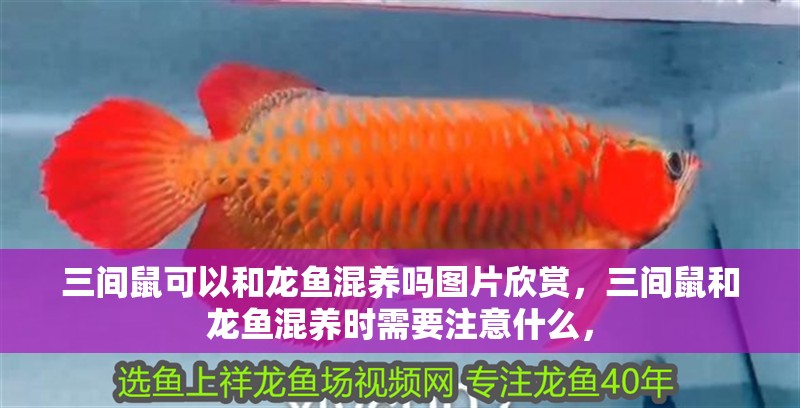 三間鼠可以和龍魚混養嗎圖片欣賞，三間鼠和龍魚混養時需要注意什么，