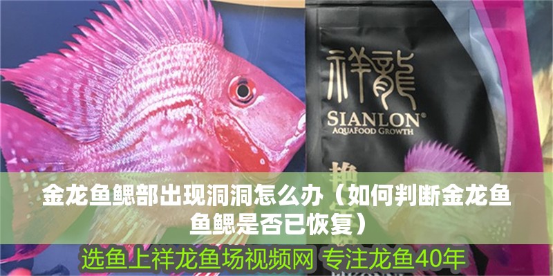 金龍魚鰓部出現洞洞怎么辦（如何判斷金龍魚魚鰓是否已恢復）