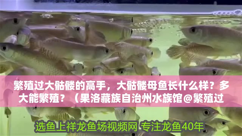 繁殖過大骷髏的高手，大骷髏母魚長什么樣？多大能繁殖？（果洛藏族自治州水族館＠繁殖過大骷髏高手） 繁殖過大骷髏的高手，大骷髏母魚長什么樣？多大能繁殖？（果洛藏族自治州水族館＠繁殖過大骷髏高手） 觀賞魚百科