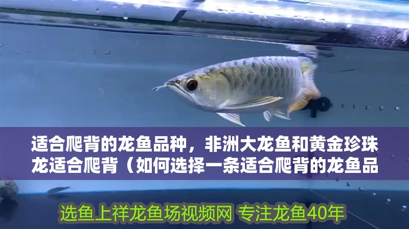適合爬背的龍魚品種，非洲大龍魚和黃金珍珠龍適合爬背（如何選擇一條適合爬背的龍魚品種？）