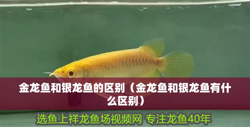 金龍魚和銀龍魚的區別（金龍魚和銀龍魚有什么區別）