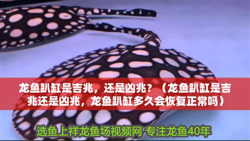 龍魚趴缸是吉兆，還是兇兆？（龍魚趴缸是吉兆還是兇兆，龍魚趴缸多久會恢復(fù)正常嗎）