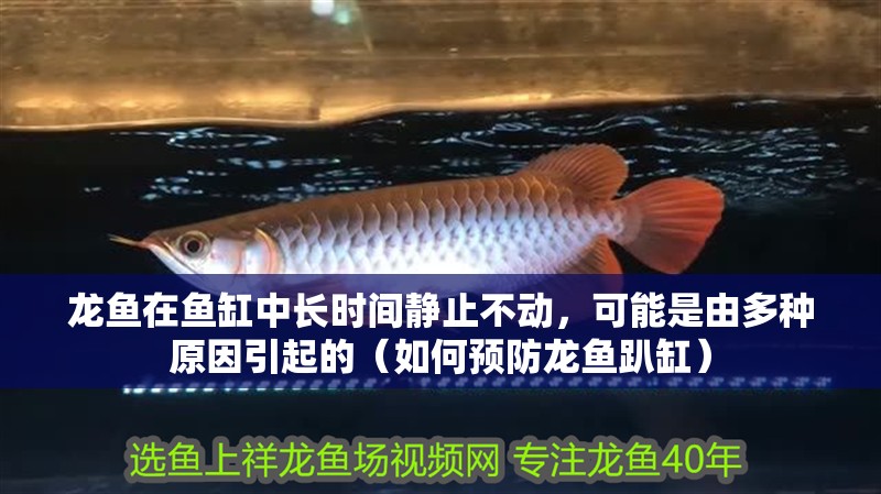 龍魚在魚缸中長時間靜止不動，可能是由多種原因引起的（如何預防龍魚趴缸）