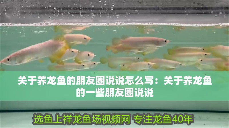 關于養龍魚的朋友圈說說怎么寫：關于養龍魚的一些朋友圈說說