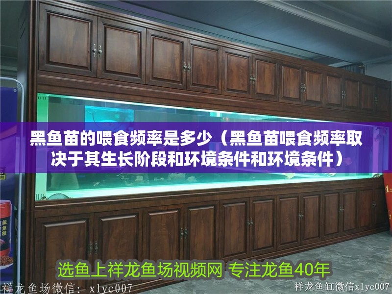 黑魚苗的喂食頻率是多少（黑魚苗喂食頻率取決于其生長階段和環(huán)境條件和環(huán)境條件）