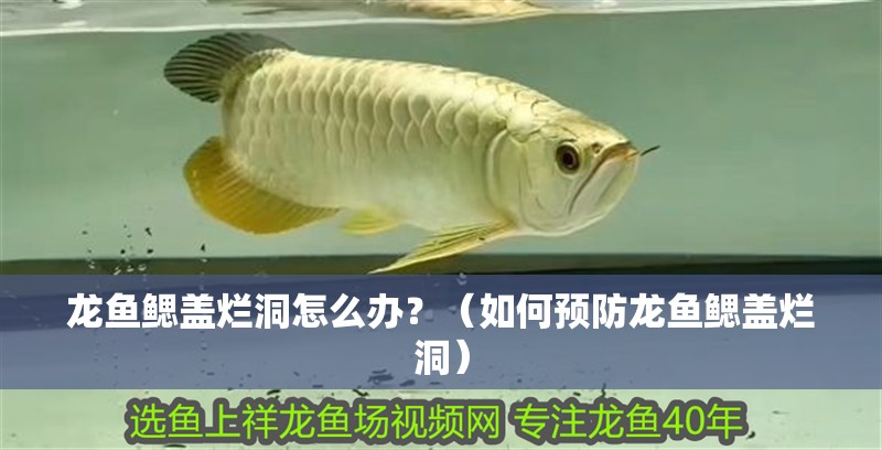 龍魚鰓蓋爛洞怎么辦？（如何預防龍魚鰓蓋爛洞）