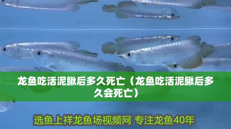龍魚吃活泥鰍后多久死亡（龍魚吃活泥鰍后多久會死亡）