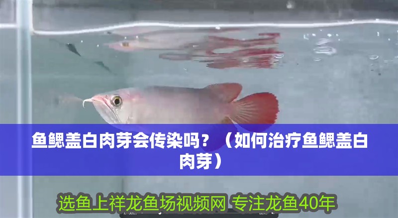 魚鰓蓋白肉芽會傳染嗎？（如何治療魚鰓蓋白肉芽）