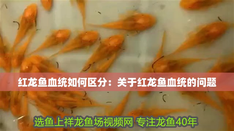 紅龍魚(yú)用黃燈烤有用嗎 紅龍魚(yú)血統(tǒng)如何區(qū)分:關(guān)于紅龍魚(yú)血統(tǒng)的問(wèn)題 觀賞魚(yú)百科 紅龍魚(yú)血統(tǒng)如何區(qū)分:關(guān)于紅龍魚(yú)血統(tǒng)的問(wèn)題 紅龍魚(yú)血統(tǒng)如何區(qū)分:關(guān)于紅龍魚(yú)血統(tǒng)的問(wèn)題 觀賞魚(yú)百科