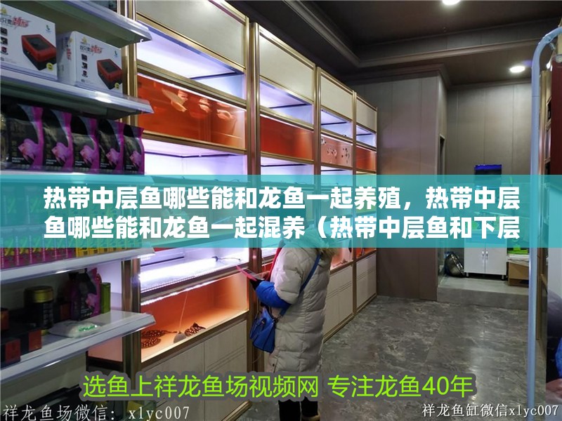 熱帶中層魚哪些能和龍魚一起養(yǎng)殖，熱帶中層魚哪些能和龍魚一起混養(yǎng)（熱帶中層魚和下層魚哪些能和龍魚一起養(yǎng)殖）