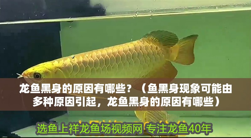 龍魚黑身的原因有哪些？（魚黑身現象可能由多種原因引起，龍魚黑身的原因有哪些）