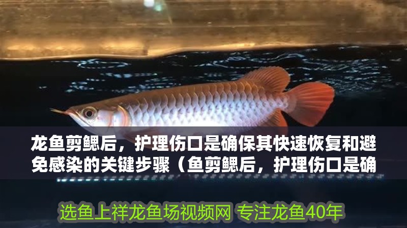 龍魚剪鰓后，護理傷口是確保其快速恢復和避免感染的關鍵步驟（魚剪鰓后，護理傷口是確保其快速恢復和避免感染的關鍵步驟）