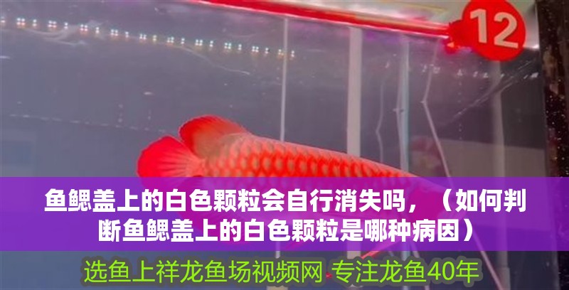 魚(yú)鰓蓋上的白色顆粒會(huì)自行消失嗎，（如何判斷魚(yú)鰓蓋上的白色顆粒是哪種病因）