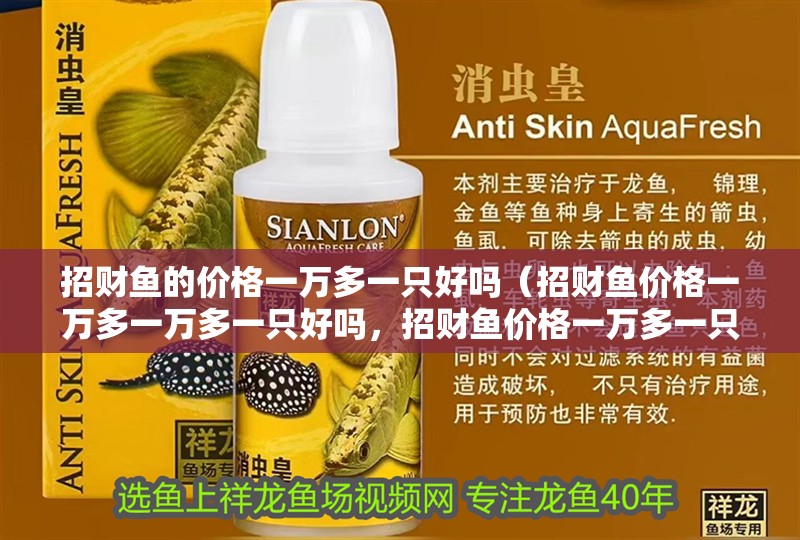招財(cái)魚的價(jià)格一萬多一只好嗎（招財(cái)魚價(jià)格一萬多一萬多一只好嗎，招財(cái)魚價(jià)格一萬多一只好嗎）
