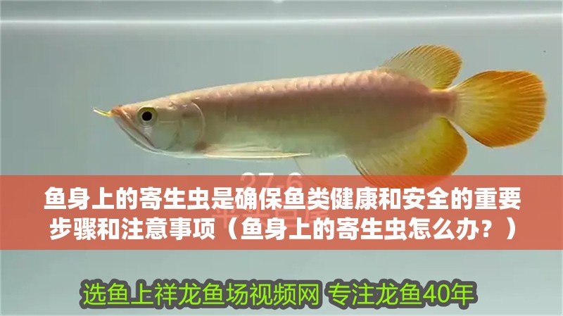 魚身上的寄生蟲是確保魚類健康和安全的重要步驟和注意事項（魚身上的寄生蟲怎么辦？）