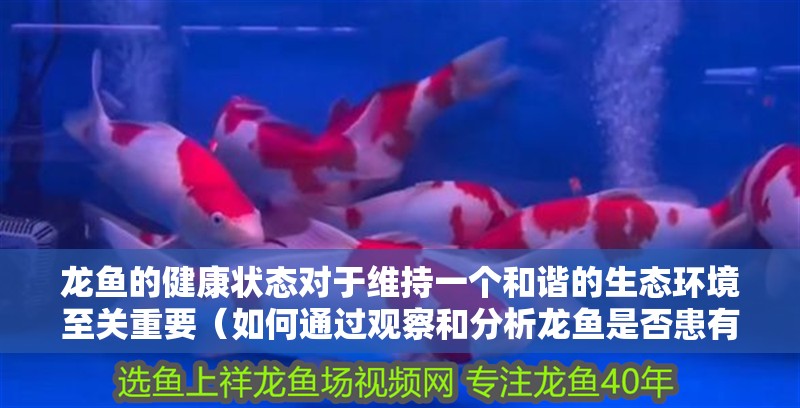 龍魚的健康狀態對于維持一個和諧的生態環境至關重要（如何通過觀察和分析龍魚是否患有四種常見疾病）